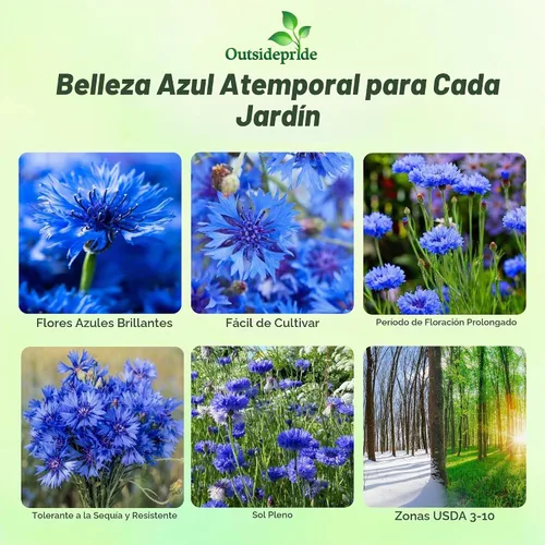 Vista 3 de Semillas de aciano Outsidepride, Azul