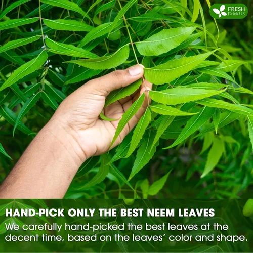 Vista 603 de FreshDrinkUS, 135 bolsas de té de jengibre y cúrcuma premium, ingredientes 100% naturales, mezcla hecha a mano de té de hierbas de cúrcuma