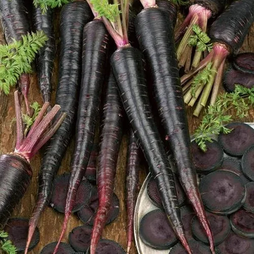 Black Nebula Semillas de zanahoria 1 onza ~ 20,000 semillas – Semillas de jardinería de vegetales sin OMG – Polinizado abierto