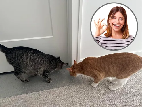 Vista 5 de Tapete para arañazos 30 - No deja que los gatos arañen el tapete en la puerta