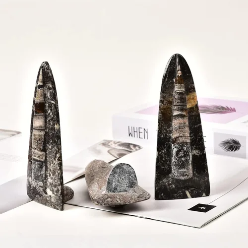 Vista 6 de JIC Gem Orthoceras Fossil Frome Marruecos (5-6 pulgadas)