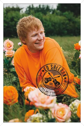 Vista 11 de Trends International Ed Sheeran - Póster de pared de campo de rosas, 22.37 x 34.00 pulgadas, versión enmarcada de madera de granero