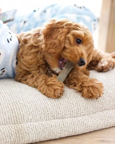 Vista 2 de Nylabone Flex Moderate - Juguete masticable para perros de pollo medianolobo (1 unidad)