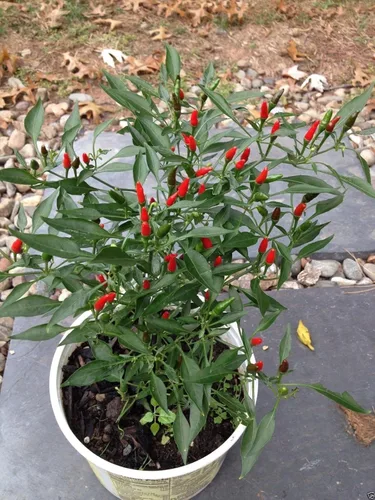Vista 7 de Pimienta,Siling Labuyo,(10 Semillas) Filipino Bird's Eye Chili Muy Raro,Super Caliente!
