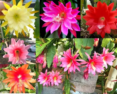 6 esquejes de cactus de orquídea Epiphyllum para cultivo en interiores, 6 pulgadas a 8 pulgadas de alto, plantas suculentas vivas