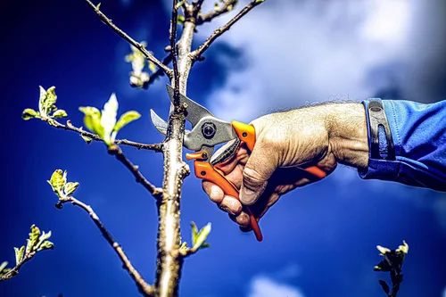 Vista 5 de Original LÖWE Profi Yunque Prunner Herramientas de jardín 8.107 con geometría de derivación Cortasetos robusta y afilada Uso como podadoras