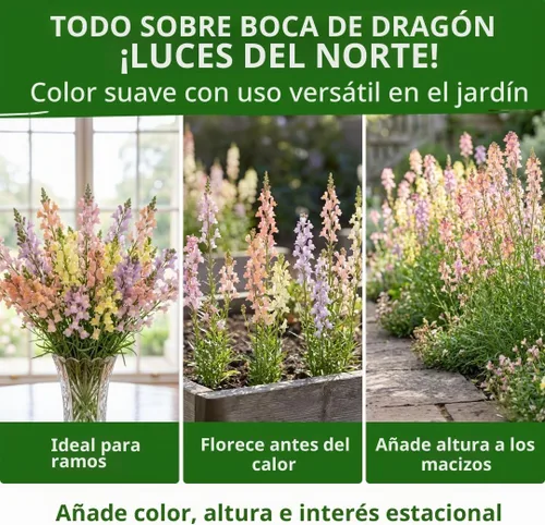 Vista 1034 de HOME GROWN Golden West Poppy 6000 Semillas de flor Eschscholzia californica