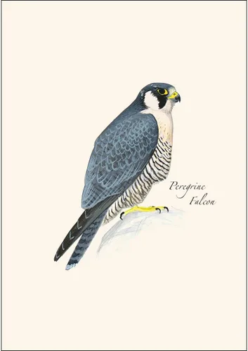 Vista 3 de Earth Sky + Water - Juego surtido de tarjetas de notas Sibley Raptor - 8 tarjetas en blanco con sobres (4 de cada uno de 2 estilos)