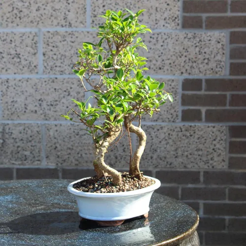 Vista 10 de Brussel's Bonsai - Árbol bonsái para interiores, M