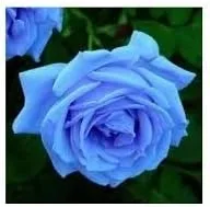Vista 88 de Generic Semillas frescas de la flor de la rosa 100pcs para plantar rosa bebé
