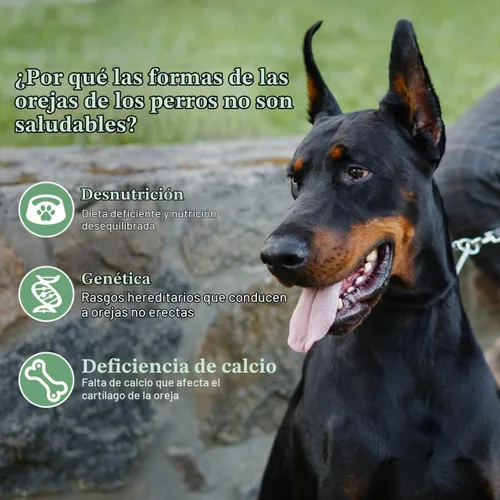 Vista 5 de Garneck Herramienta de soporte para orejas de perro, kit de publicación de orejas de perro con cinta y 2 barras de corrección fijas verticales cinta