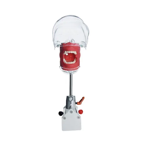 Vista 3 de Modelo de cabeza simulador dental Manikin Phantom con soporte de banco para dentista enseñanza ajuste de 360 grados