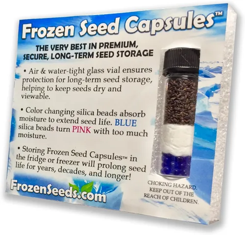 Vista 3 de Bulls Eye Toothache Plant Seeds (Spilanthes acmella) Cápsula de semillas congeladas de 40 semillas, planta semillas ahora + almacenamiento