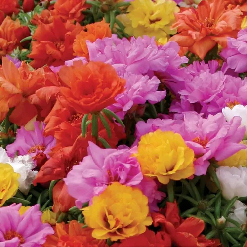 Semillas de flores raras Portulaca Moss Rose Happy Trails Cubierta del suelo Mezcla de semillas de plantas 2000+ semillas