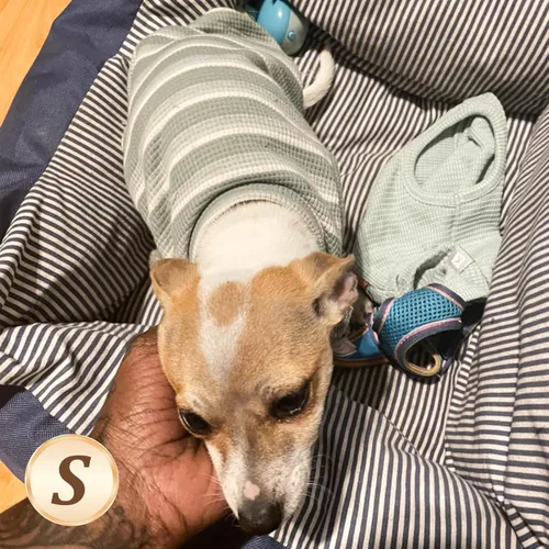 Vista 3 de KYEESE Paquete de 2 camisas para perro con punto gofre, camisetas ligeras sin mangas para perros pequeños, niños y niñas, chaleco transpirable