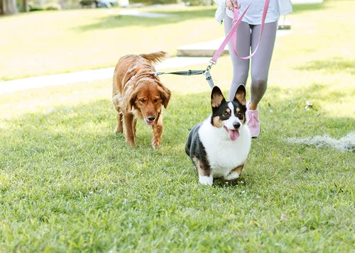 Vista 4 de Cajun Tie Downs Reflectante – Correa doble para perro – Sin enredos – Ajustable – 13-24 pulgadas – Fabricado en Estados Unidos