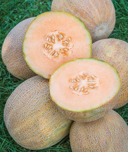 Vista 5 de Burpee Ambrosia Cantaloupe Melon Seeds 30 semillas