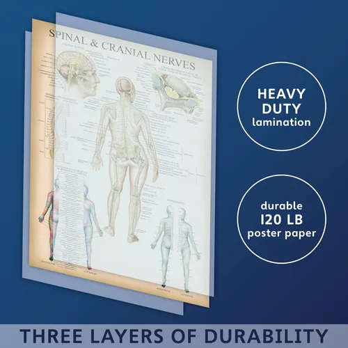 Vista 3 de Palace Learning Cuadro anatómico vintage de nervios espinales – Póster de anatomía del sistema nervioso craneal y columna vertebral (con dermatomas)