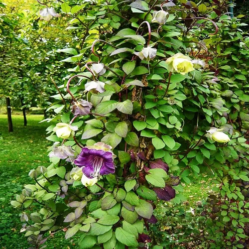 Vista 3 de Semillas Cathedral Bells - Taza y platillo Vine Cobaea - Flores perennes para plantar - Sin OMG