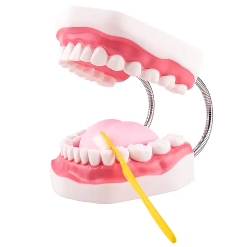 Ultrassist Ultrassist Mouth Model Metal Hinge for Speech Therapy, Ideal Brushing Teaching Dental Teeth Model for Kids and Children, 6 Times Enlarge,