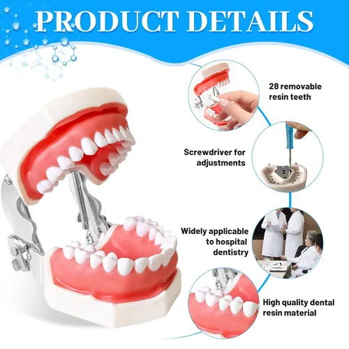 Vista 3 de Modelo de enseñanza dental con dientes de entrenamiento para estudiantes y profesionales, dientes de resina desmontables con encías suaves