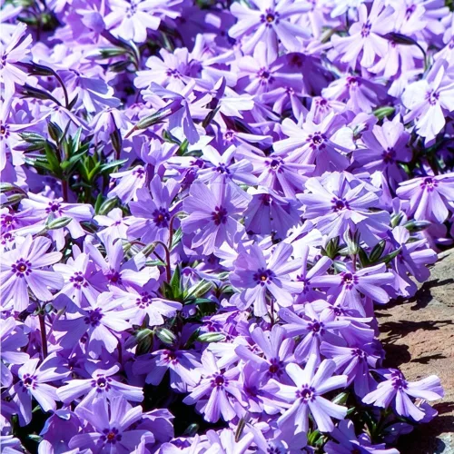 Vista 6 de Más de 1005 semillas de Phlox mixtas rastreras para plantar, semillas de Phlox rastreras perennes brillantes, plantas de cobertura del suelo