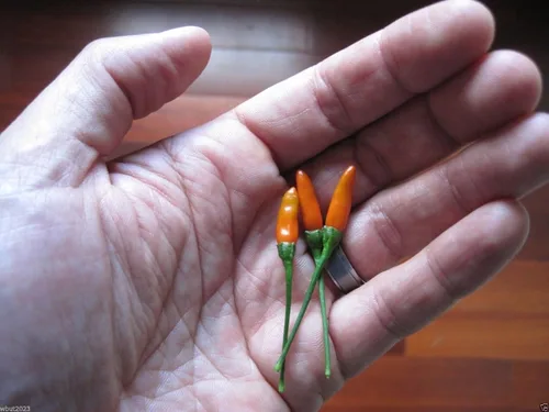 Pimienta,Siling Labuyo,(10 Semillas) Filipino Bird's Eye Chili Muy Raro,Super Caliente!