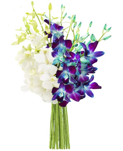 Vista 20 de KaBloom Flores - Ramo de orquídeas exóticas de zafiro azul de Tailandia con jarrón - Regalo para cumpleaños, condolencias, aniversario, mejoría