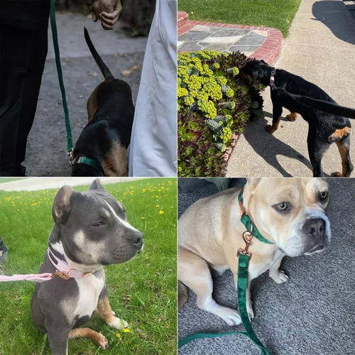 Vista 4 de ARING PET Correa para perro, correas de terciopelo para perro, collares a juego, hecha a mano, resistente correa de terciopelo morado para perros