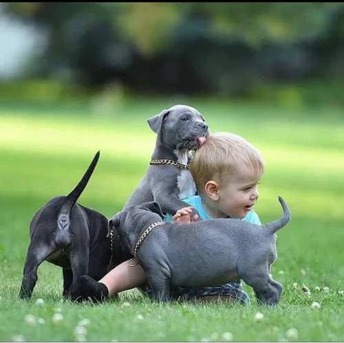 Vista 6 de Collar de perro con diseño de clip, chapado en oro de 18 quilates, resistente cadena en P de acero inoxidable para perros pequeños, medianos