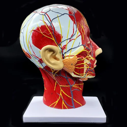 Vista 4 de Modelo anatómico de cabeza humana, tamaño real, cavidad nasal, garganta, cerebro, anatomía para ciencias, aula, estudio, exhibición