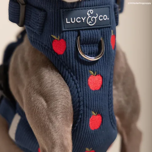 Vista 7 de Lucy & Co. Appley Ever After - Arnés de pana para perro, sin tirones, talla Appley Ever After Corduroy