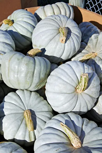 Vista 2 de TomorrowSeeds - Jarrahdale Blue Pumpkin Seeds - 1/2 Pound ~ 1100+ Count - for 2026 Planting Winter Squash Jarradale Queensland Cinderella Fairytale