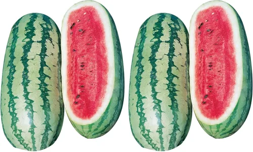 Vista 9 de Burpee Ambrosia Cantaloupe Melon Seeds 30 semillas