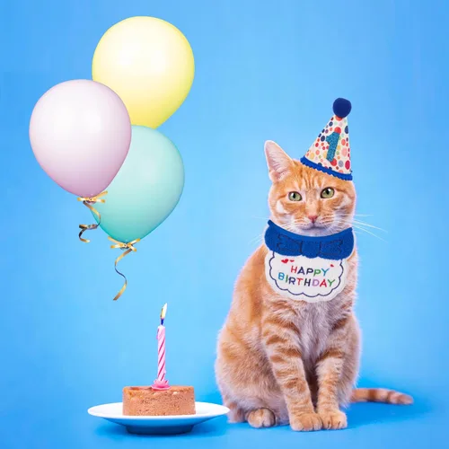 Vista 2 de ADOGGYGO Suministros para fiesta de cumpleaños de gato, bandana de cumpleaños de gatito azul con números para decoración de cumpleaños de mascotas