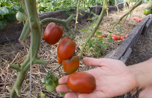 Vista 6 de Semillas Verduras Tomate Negro De Barao - 40 Semillas