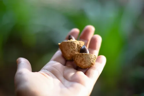 Vista 5 de Barùkas: Las nueces más saludables del mundo.