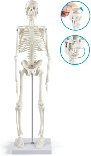 Vista 2 de breesky Modelo de esqueleto humano para anatomía: modelo de esqueleto humano de 17" con brazos y piernas móviles - Modelo científico para estudio