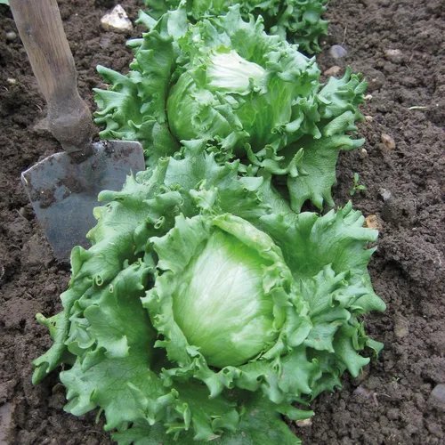 Vista 3 de Lechuga Crisphead Iceberg Green Buttercrunch para ensalada Vegetales sin OMG para plantar 1000 semillas