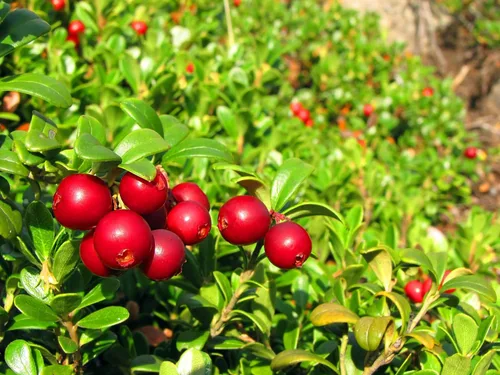 Vista 6 de Arándanos secos, 8 onzas, crudos, kosher, veganos, ligeramente endulzados y recubiertos con aceite de girasol, sin sulfuro, a granel