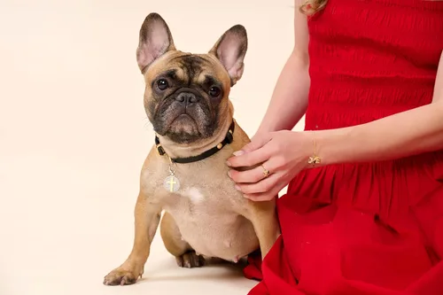 Vista 8 de SCAMPER & CO Regalos para el día de San Valentín para ella, anillo de plata de ley Bulldog francés para mujer, chapado en oro amarillo de 18