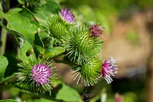 Vista 2 de 200 Great Burdock Arctium Lappa (Bardana comestible/Botones de Bardana/Botones de mendigo) Semillas de flores de HERB