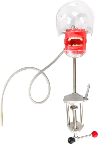 Modelo de cabeza de enseñanza dental y dientes de repuesto, clip de cabeza de maniquí en el escritorio para enseñar