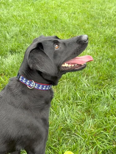 Vista 3 de Collar de perro de ancla azul mediano – Collar náutico hecho a mano con correa roja – Ajustable para razas medianas