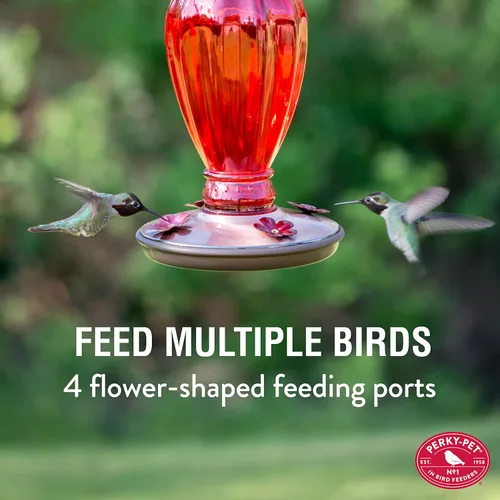 Vista 2 de Vasija clásica de vidrio alimentadora de colibríes Perky Pet Daisy , Rojo