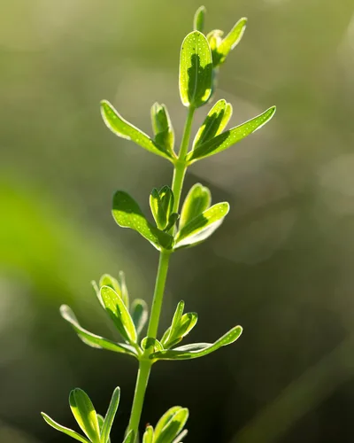 Vista 7 de Herb Pharm Extracto líquido de hierba de San Juan para un estado de ánimo positivo y equilibrio emocional, alcohol de caña, 1 onza