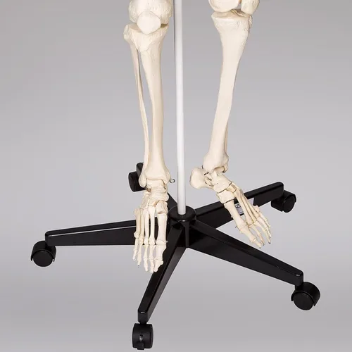 Vista 6 de Modelo anatómico de esqueleto humano de tamaño real de 70.8 pulgadas (180 cm) para anatomía con tabla de colores, sistema nervioso, soporte rodante