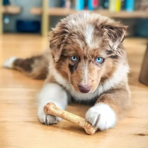 Vista 2 de Nylabone Healthy Edibles - Paquete variado de premios naturales de larga duración para perros pequeños, 34 unidades, sabores de carne asada y pollo