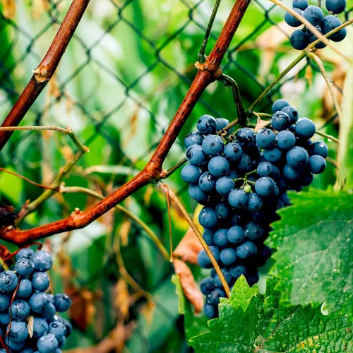 Vista 6 de 1 enredadera de uva azul para plantar al aire libre, planta de uva Concord viva, a raíz desnuda de 1 a 2 años, frutas de uva dulces