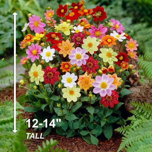 Vista 4 de Garden State Bulb Topmix Single Mix - Bombillas de flores de dalia multicolor, primavera (bolsa de 8)